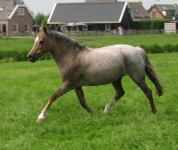 /album/fotos/roosjegroot-1-jpg/